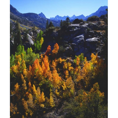 CA, Sierra Nevada Autumn of Aspen trees